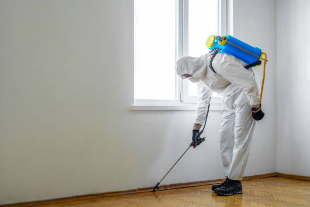 Best Termite Control Services  in Mccrory, AR