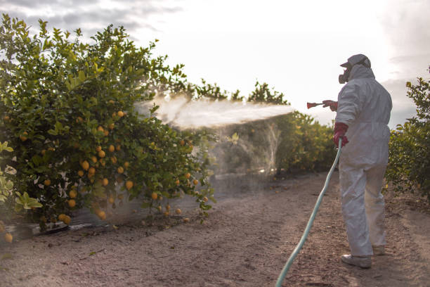 Pest Prevention Services in Mccrory, AR