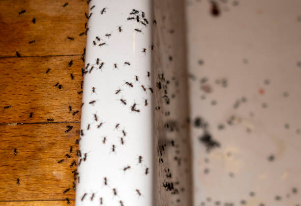 Trusted Mccrory, AR Pest Control Experts