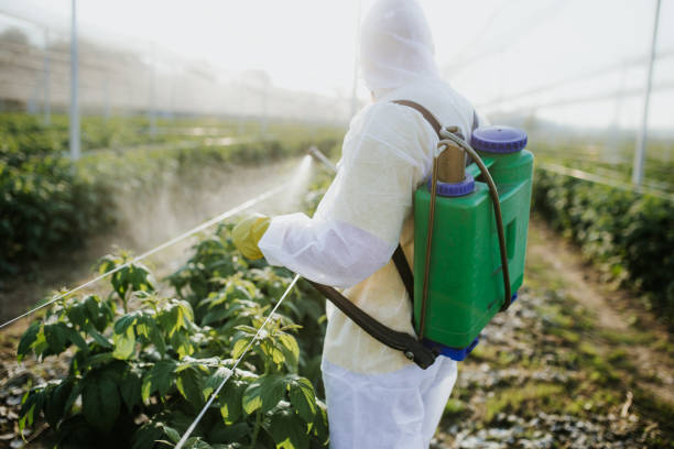 Best Pest Prevention Services  in Mccrory, AR